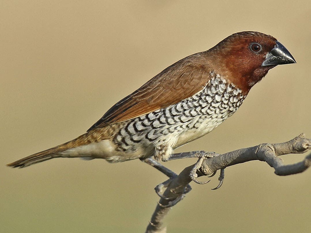 Scaly-breasted Munia (Spotted Munia)